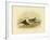 White-Capped Noddy, 1891-Gracius Broinowski-Framed Giclee Print