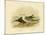 White-Capped Noddy, 1891-Gracius Broinowski-Mounted Giclee Print