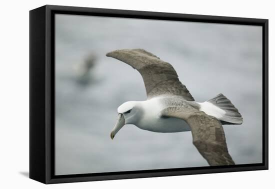 White-Capped, or Shy Albatross, in Flight-DLILLC-Framed Premier Image Canvas