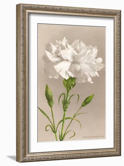 White Carnation-null-Framed Art Print