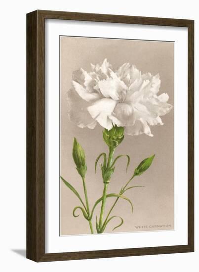 White Carnation-null-Framed Art Print