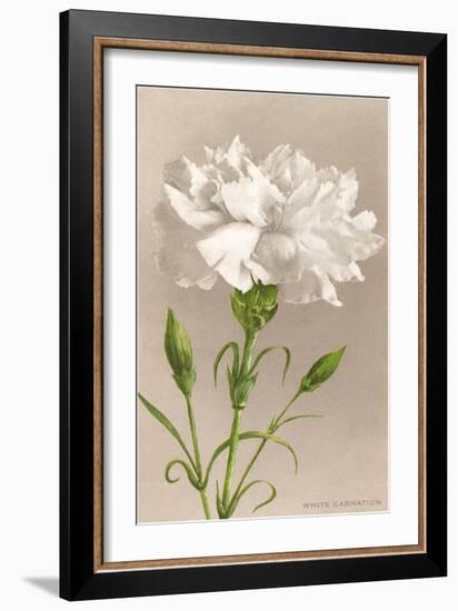 White Carnation-null-Framed Art Print