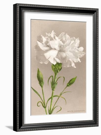 White Carnation-null-Framed Art Print