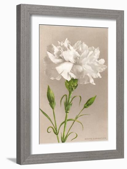 White Carnation-null-Framed Premium Giclee Print