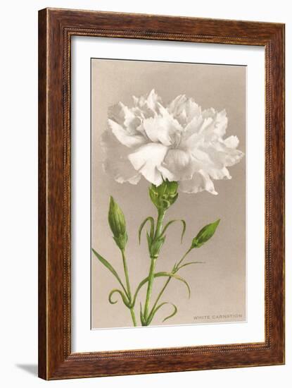 White Carnation-null-Framed Premium Giclee Print