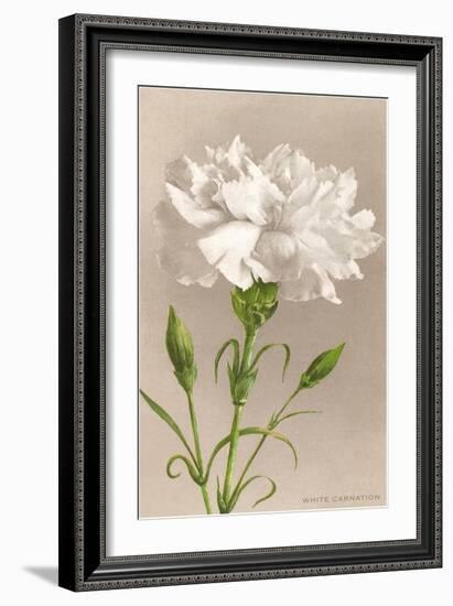 White Carnation-null-Framed Premium Giclee Print