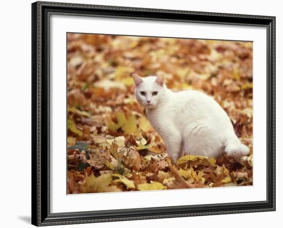 White Cat in Autumn Leaves-Rudi Von Briel-Framed Photographic Print