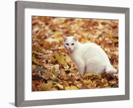 White Cat in Autumn Leaves-Rudi Von Briel-Framed Photographic Print