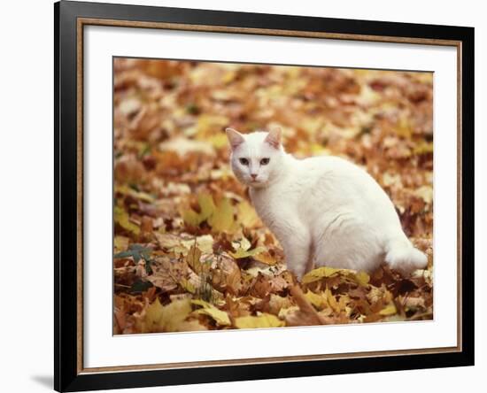 White Cat in Autumn Leaves-Rudi Von Briel-Framed Photographic Print