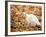 White Cat in Autumn Leaves-Rudi Von Briel-Framed Photographic Print