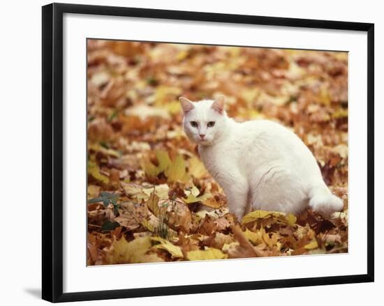 White Cat in Autumn Leaves-Rudi Von Briel-Framed Photographic Print