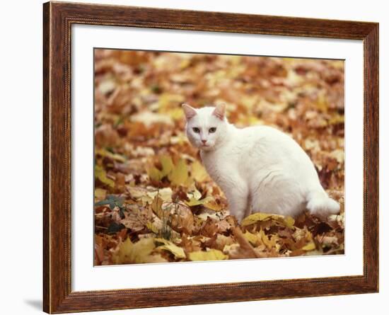 White Cat in Autumn Leaves-Rudi Von Briel-Framed Photographic Print