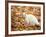 White Cat in Autumn Leaves-Rudi Von Briel-Framed Photographic Print