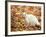 White Cat in Autumn Leaves-Rudi Von Briel-Framed Photographic Print