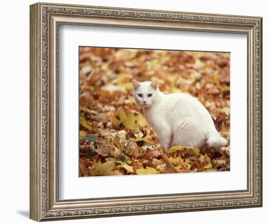 White Cat in Autumn Leaves-Rudi Von Briel-Framed Photographic Print