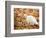 White Cat in Autumn Leaves-Rudi Von Briel-Framed Photographic Print