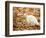 White Cat in Autumn Leaves-Rudi Von Briel-Framed Photographic Print