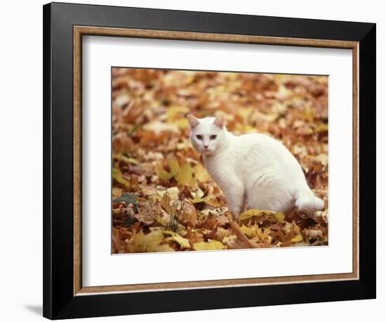 White Cat in Autumn Leaves-Rudi Von Briel-Framed Photographic Print