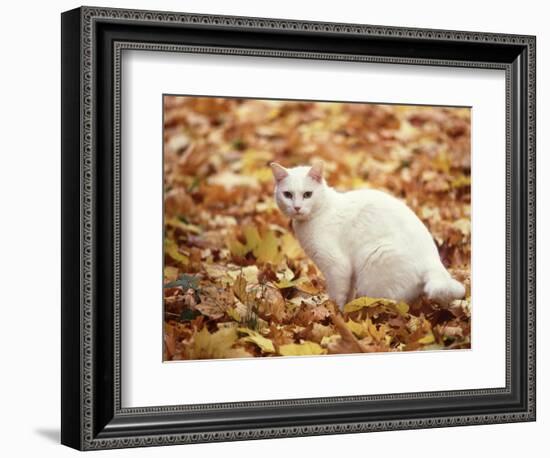 White Cat in Autumn Leaves-Rudi Von Briel-Framed Photographic Print