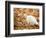 White Cat in Autumn Leaves-Rudi Von Briel-Framed Photographic Print