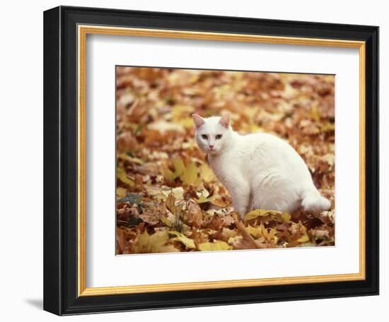 White Cat in Autumn Leaves-Rudi Von Briel-Framed Photographic Print