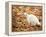 White Cat in Autumn Leaves-Rudi Von Briel-Framed Premier Image Canvas