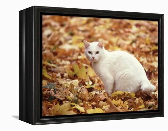 White Cat in Autumn Leaves-Rudi Von Briel-Framed Premier Image Canvas