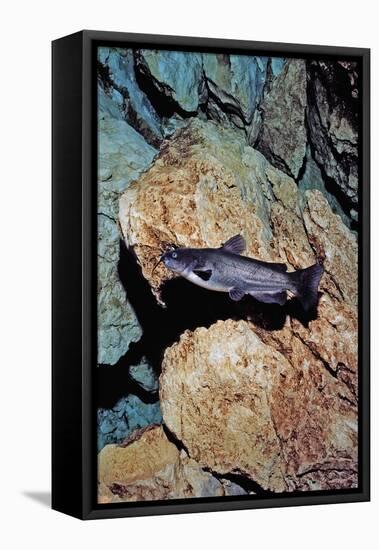 White Catfish (Ameiurus Catus), Crystal River, Florida, USA-Reinhard Dirscherl-Framed Premier Image Canvas