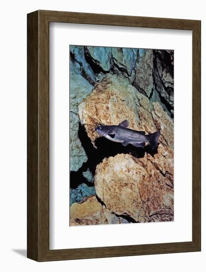 White Catfish (Ameiurus Catus), Crystal River, Florida, USA-Reinhard Dirscherl-Framed Photographic Print