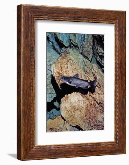 White Catfish (Ameiurus Catus), Crystal River, Florida, USA-Reinhard Dirscherl-Framed Photographic Print