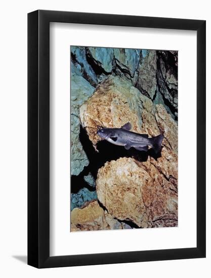 White Catfish (Ameiurus Catus), Crystal River, Florida, USA-Reinhard Dirscherl-Framed Photographic Print