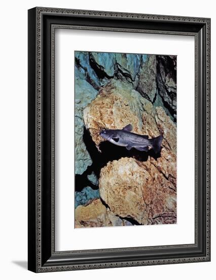 White Catfish (Ameiurus Catus), Crystal River, Florida, USA-Reinhard Dirscherl-Framed Photographic Print