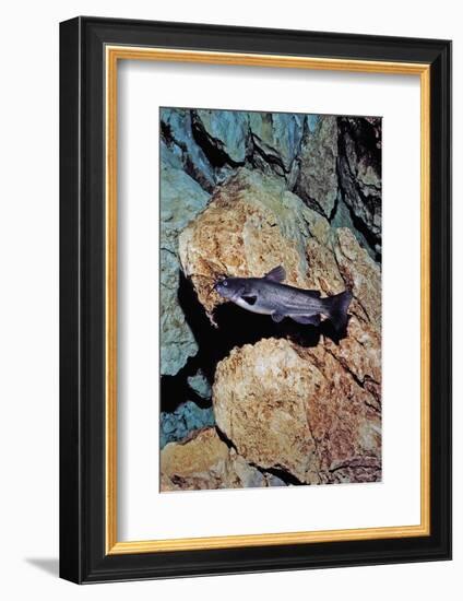 White Catfish (Ameiurus Catus), Crystal River, Florida, USA-Reinhard Dirscherl-Framed Photographic Print