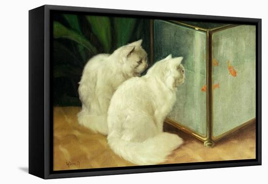 White Cats Watching Goldfish-Arthur Heyer-Framed Premier Image Canvas