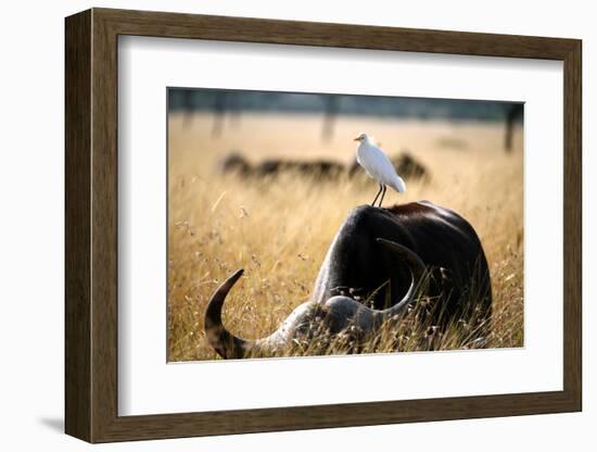 White Cattle Egret Hitching a Ride on the Back of a Buffalo (Masai Mara; Kenya)-Paul Banton-Framed Photographic Print