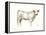 White Cattle I-Ethan Harper-Framed Stretched Canvas