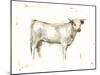 White Cattle I-Ethan Harper-Mounted Art Print