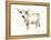 White Cattle II-Ethan Harper-Framed Stretched Canvas