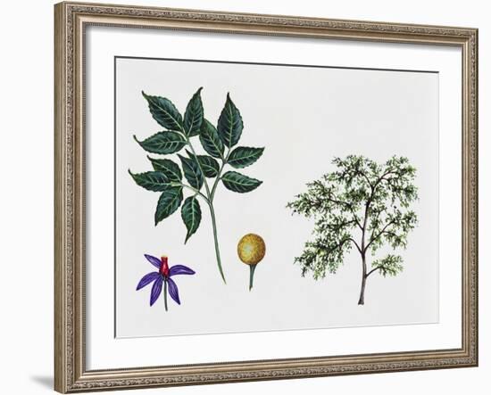 White Cedar-null-Framed Giclee Print