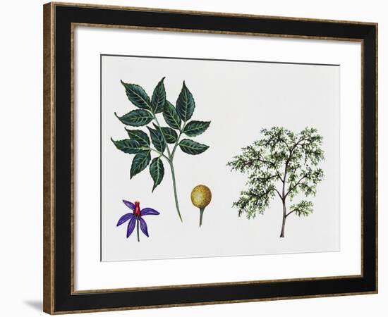 White Cedar-null-Framed Giclee Print