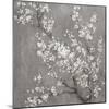 White Cherry Blossoms II on Grey Crop-Danhui Nai-Mounted Art Print