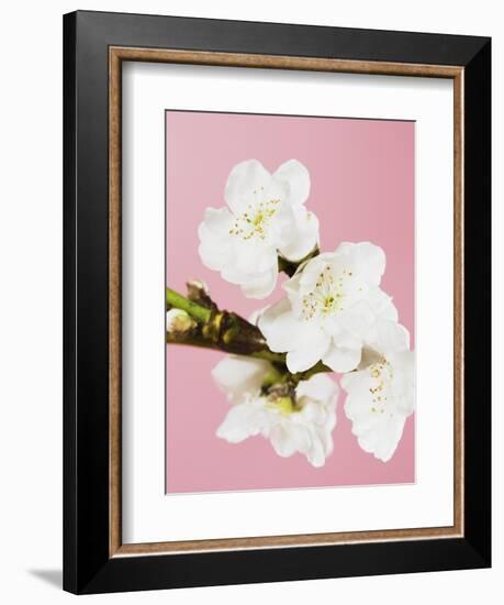 White cherry blossoms-Ada Summer-Framed Premium Photographic Print