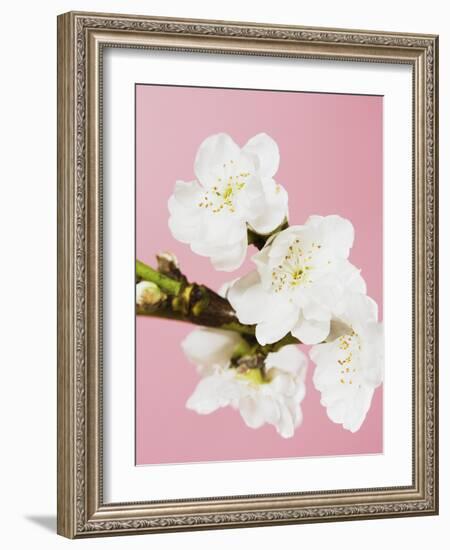 White cherry blossoms-Ada Summer-Framed Photographic Print