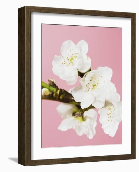 White cherry blossoms-Ada Summer-Framed Photographic Print