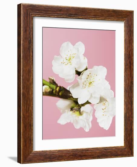 White cherry blossoms-Ada Summer-Framed Photographic Print