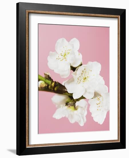 White cherry blossoms-Ada Summer-Framed Photographic Print