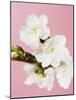 White cherry blossoms-Ada Summer-Mounted Photographic Print