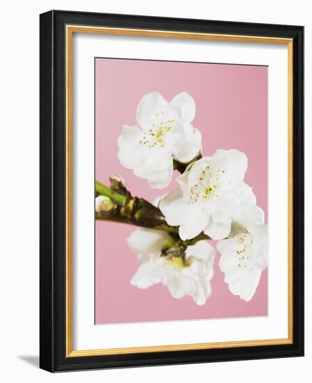 White cherry blossoms-Ada Summer-Framed Photographic Print