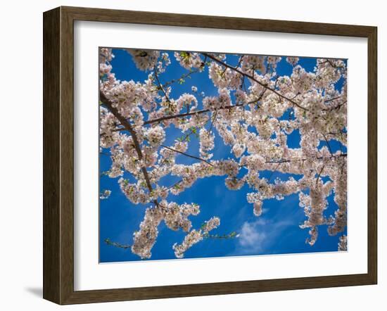 White Cherry Blossoms-Nelson Charette-Framed Photographic Print