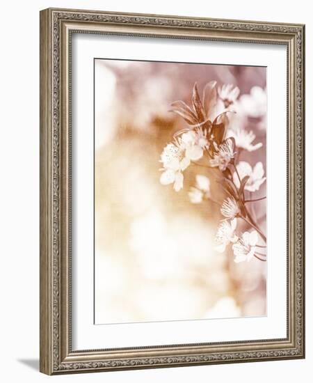 White Cherry Flowers on Sunny Day, Floral Branch of Blooming Tree in the Garden-Anna Omelchenko-Framed Art Print